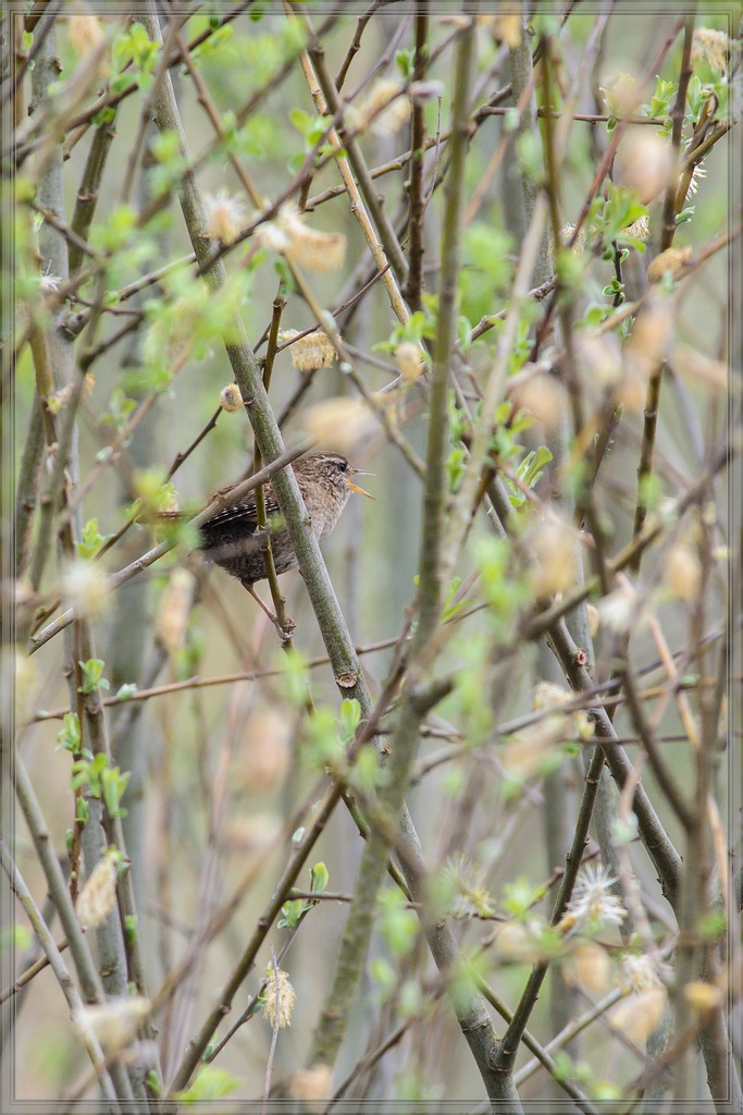 20140405 6612 [NIKON D7100] 500 mm,1 200 Sek. bei ƒ   8,0