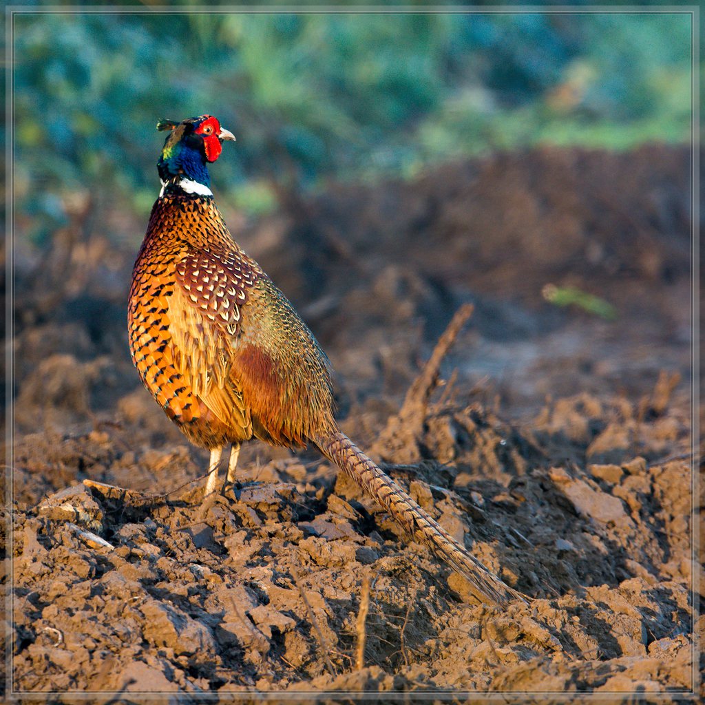 20140406 151 [NIKON D7100] 600 mm,1 100 Sek. bei ƒ   8,0