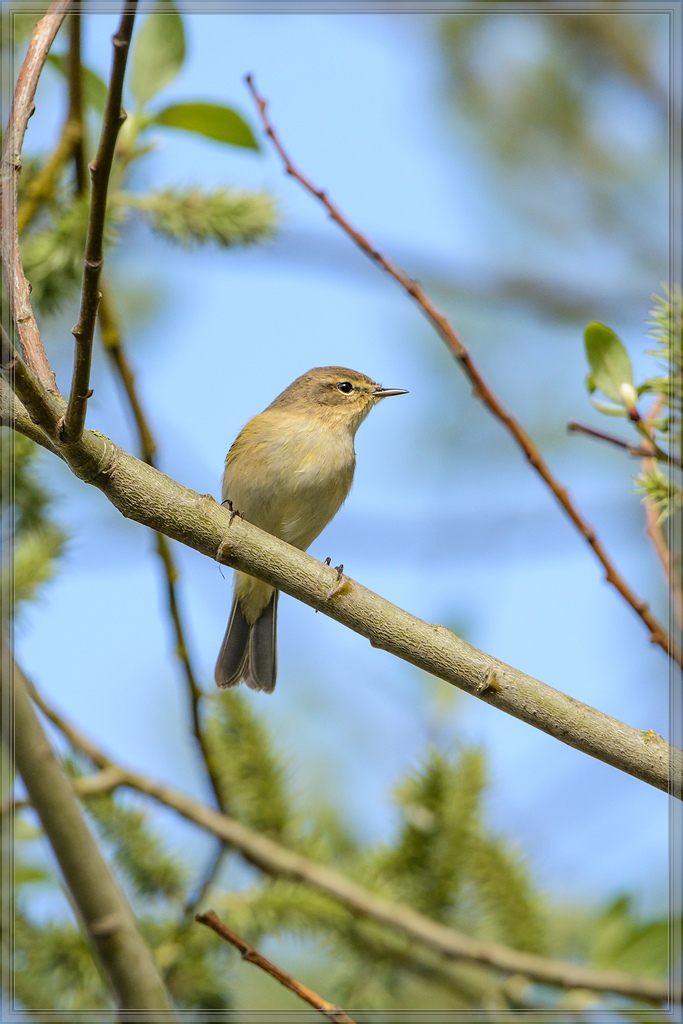 20140406 6916 [NIKON D7100] 600 mm,1 1000 Sek. bei ƒ   6,3