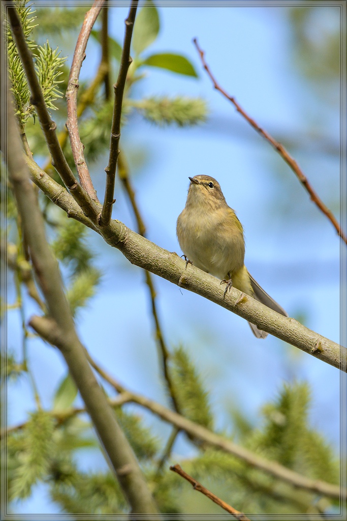 20140406 6917 [NIKON D7100] 600 mm,1 1000 Sek. bei ƒ   6,3