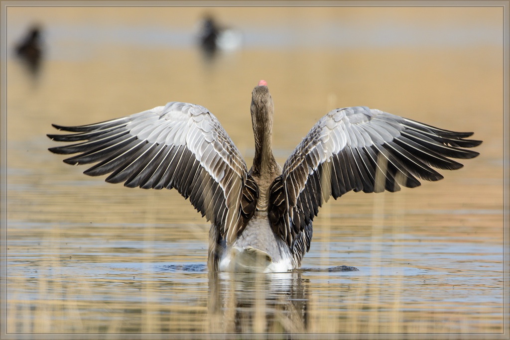 20140406 6974 [NIKON D7100] 600 mm,1 1000 Sek. bei ƒ   6,3