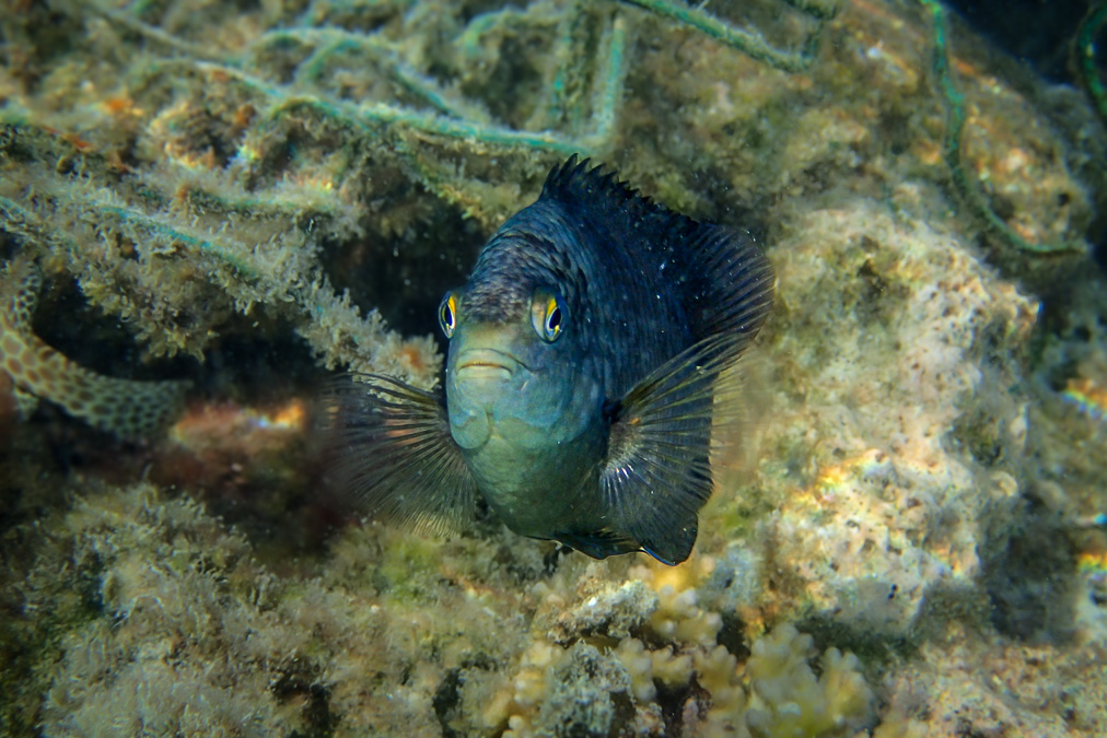 20140408-P4080945.jpg
