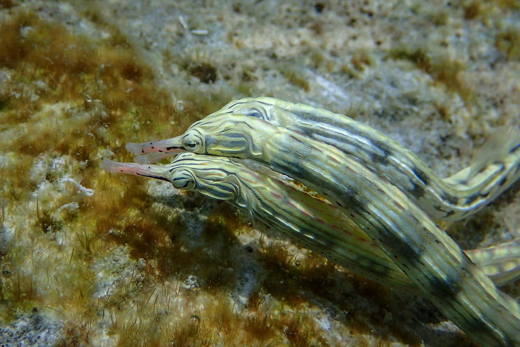 20140409-P4090994.jpg