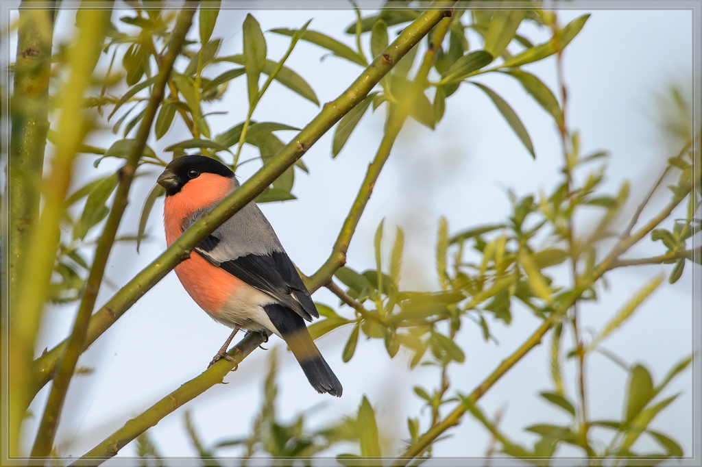20140412 5275 [NIKON D4] 850 mm,1 1000 Sek. bei ƒ   8,0