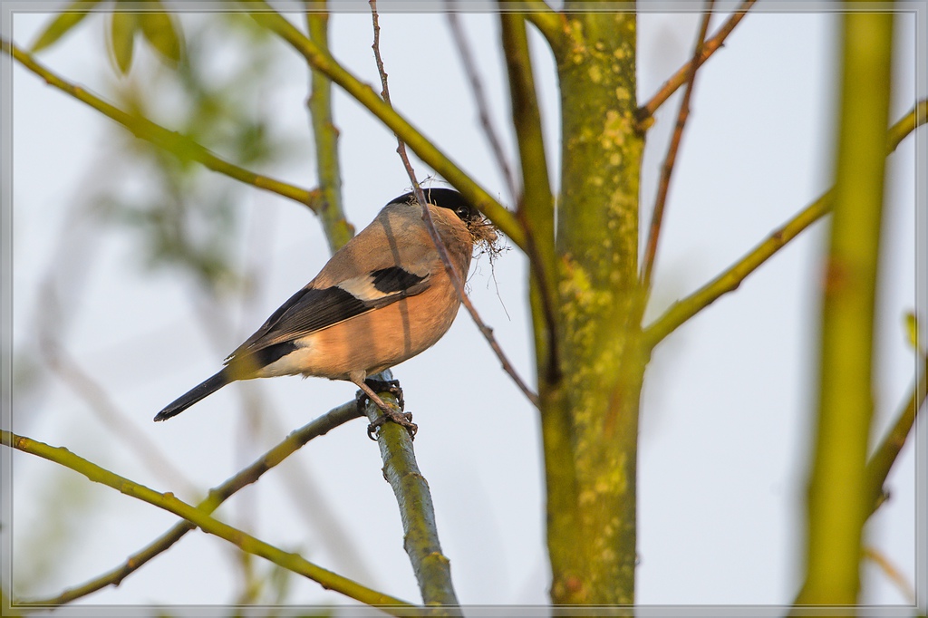 20140412 5279 [NIKON D4] 850 mm,1 1000 Sek. bei ƒ   8,0