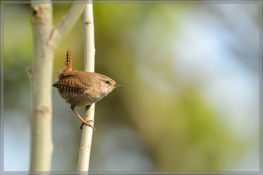 20140412 5422 [NIKON D4] 850 mm,1 800 Sek. bei ƒ   8,0