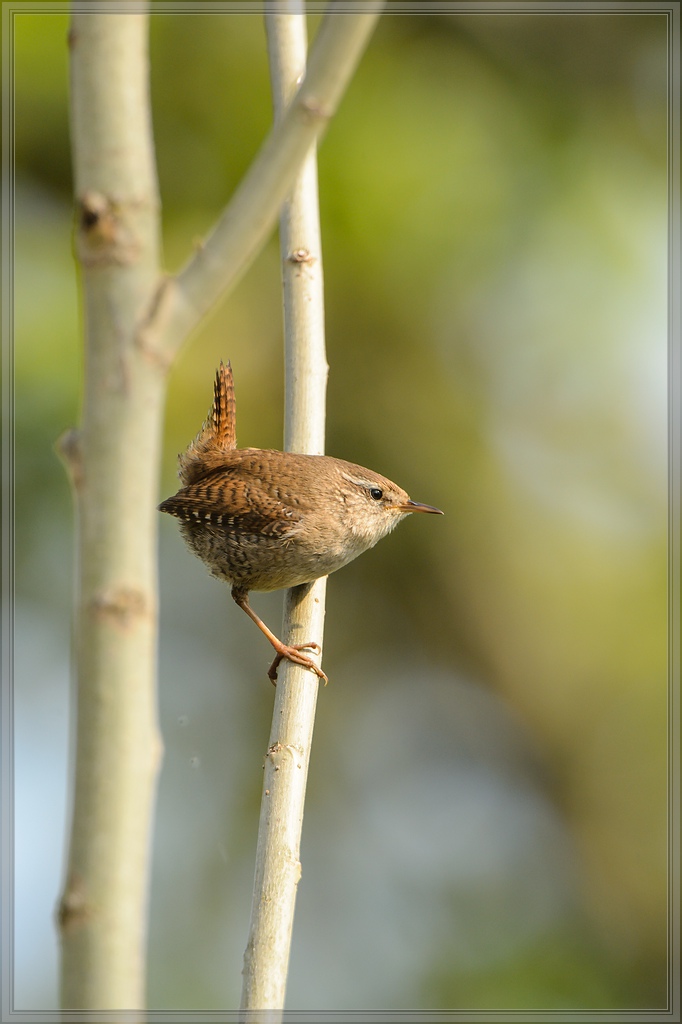 20140412 5422 [NIKON D4] 850 mm,1 800 Sek. bei ƒ   8,0