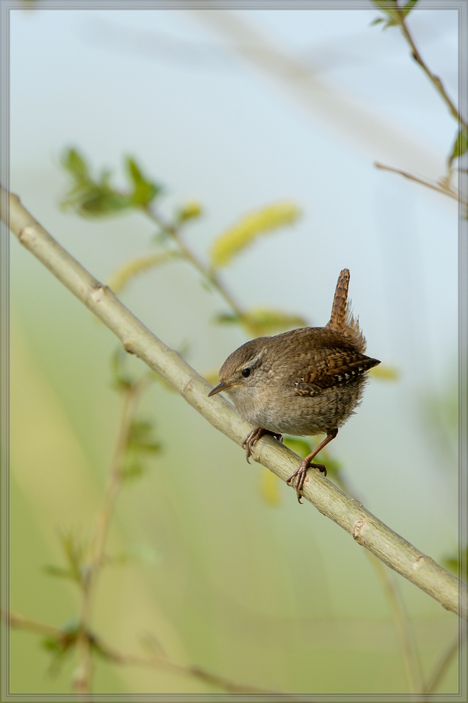 20140412 5462 [NIKON D4] 850 mm,1 1000 Sek. bei ƒ   8,0