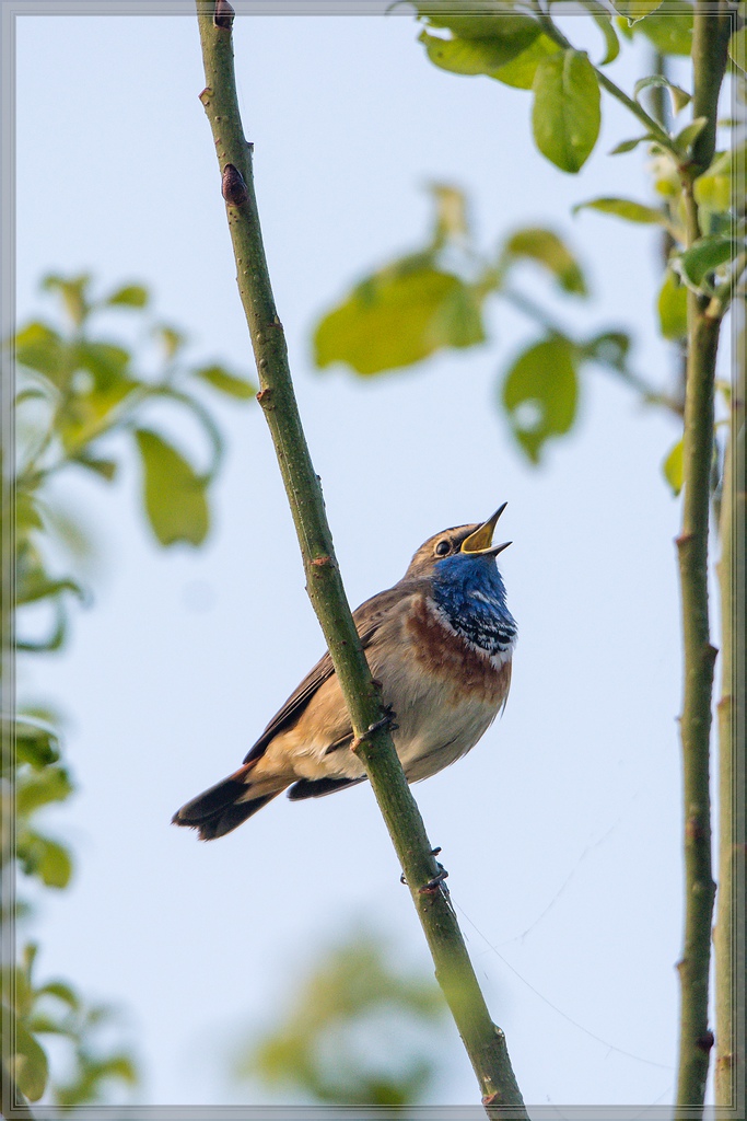 20140412 7030 [NIKON D7100] 600 mm,1 1000 Sek. bei ƒ   6,3
