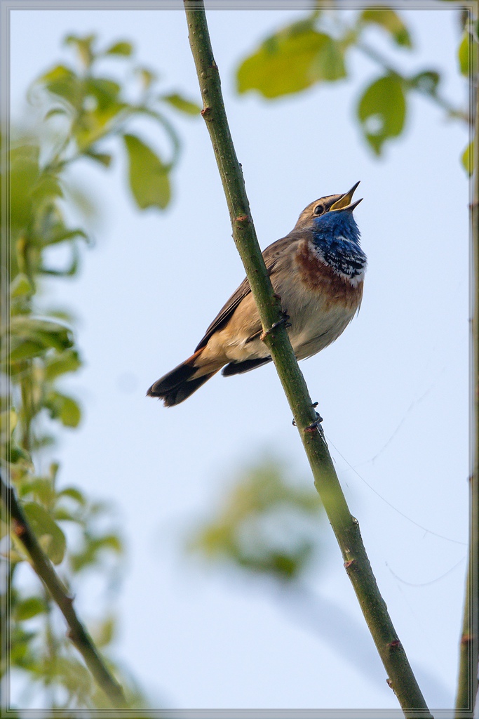 20140412 7031 [NIKON D7100] 600 mm,1 1000 Sek. bei ƒ   6,3