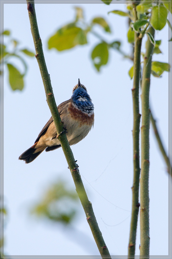 20140412 7032 [NIKON D7100] 600 mm,1 1000 Sek. bei ƒ   6,3