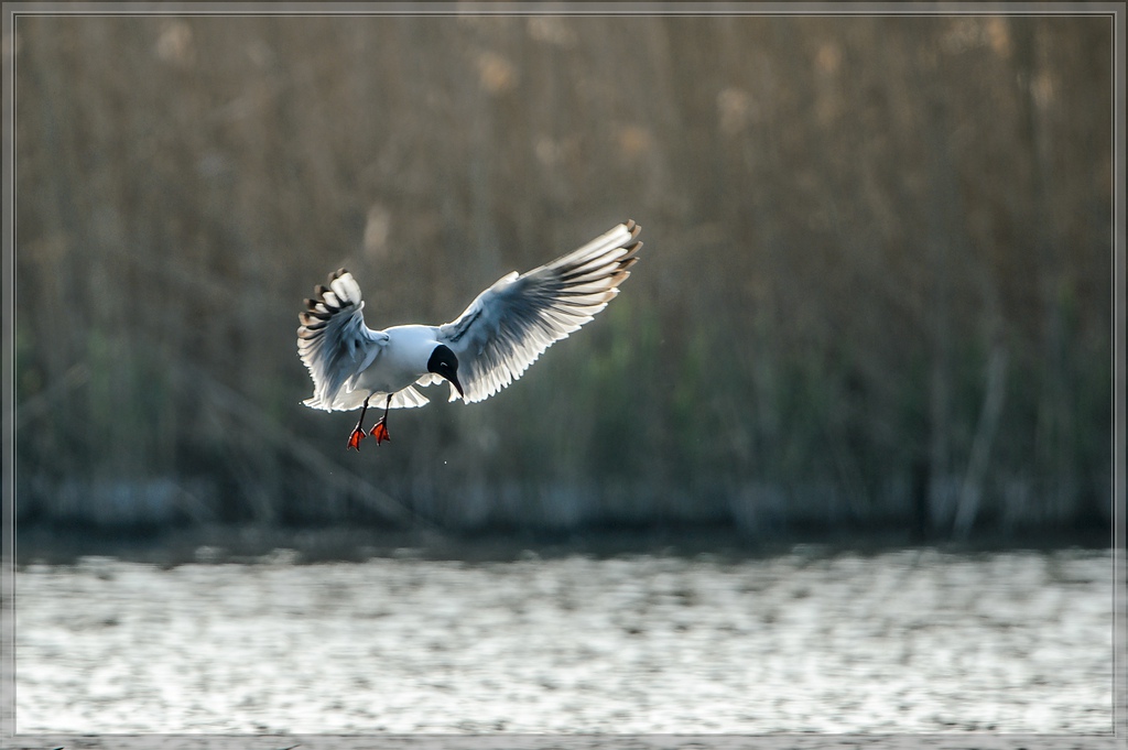 20140413 5827 [NIKON D4] 850 mm,1 1000 Sek. bei ƒ   7,1