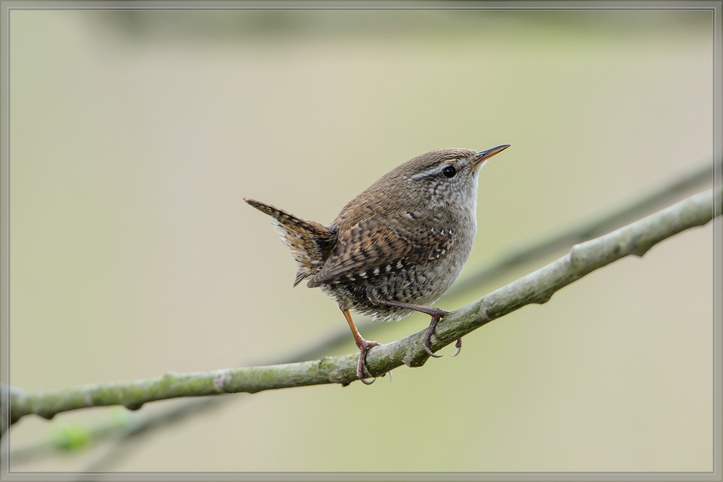20140413 6059 [NIKON D4] 850 mm,1 400 Sek. bei ƒ   8,0