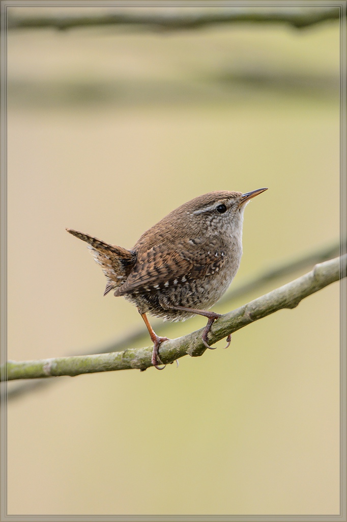 20140413 6059 [NIKON D4] 850 mm,1 400 Sek. bei ƒ   8,0
