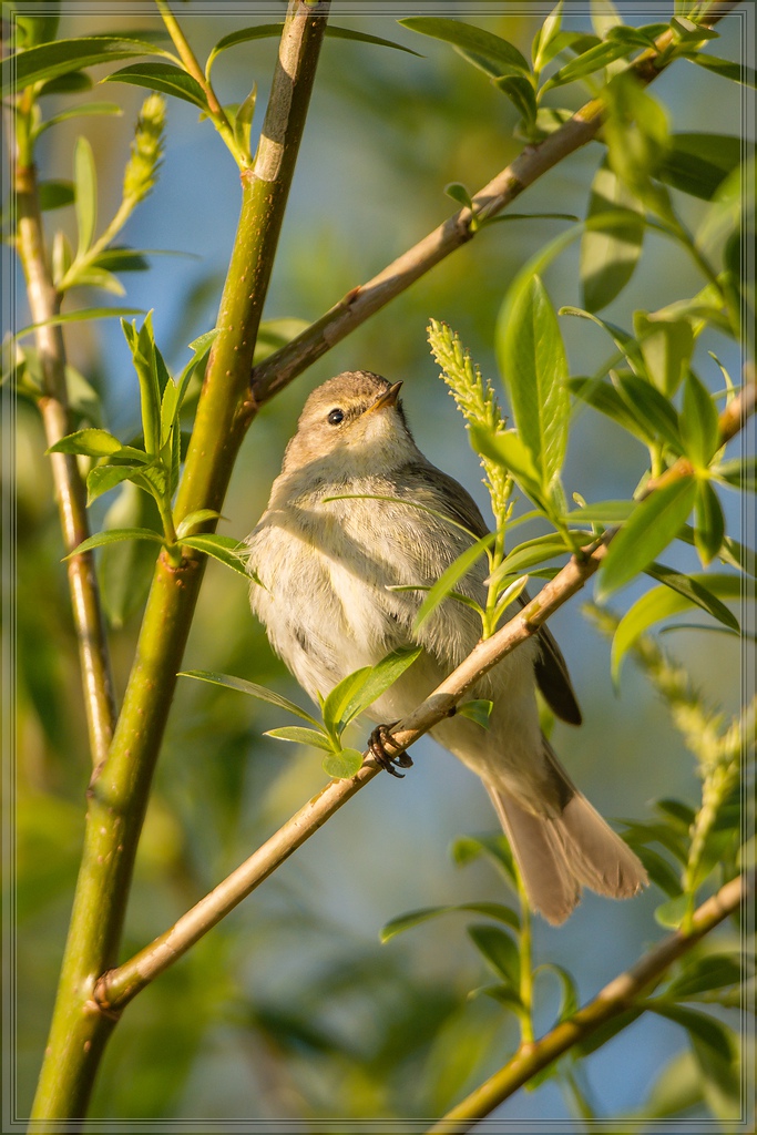 20140417 7092 [NIKON D7100] 600 mm,1 1000 Sek. bei ƒ   4,5
