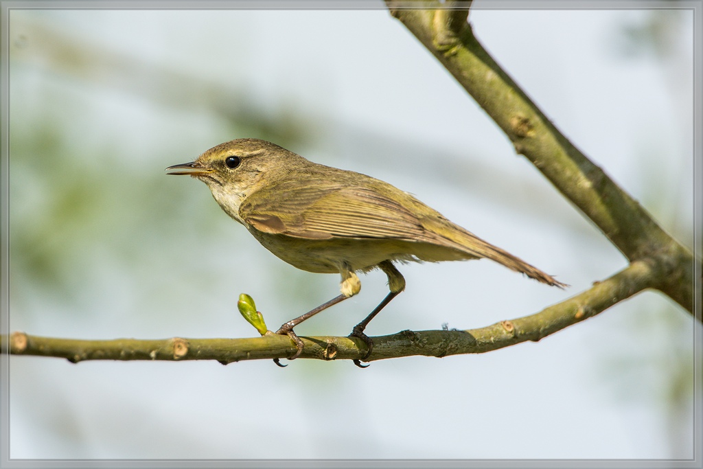 20140417 7309 [NIKON D7100] 850 mm,1 1250 Sek. bei ƒ   8,0