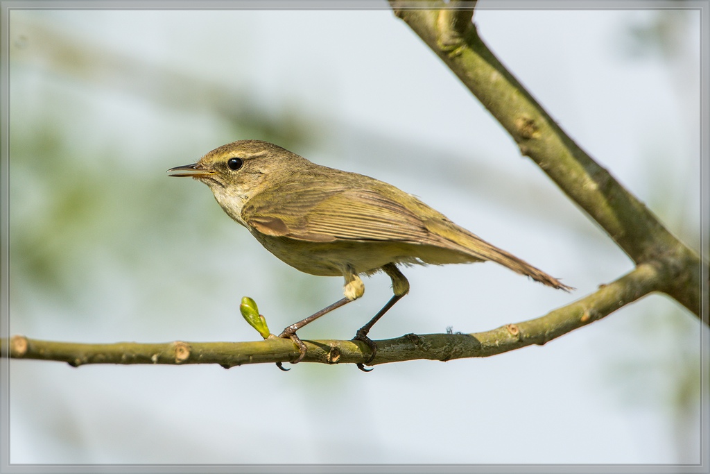 20140417 7309 [NIKON D7100] 850 mm,1 1250 Sek. bei ƒ   8,0