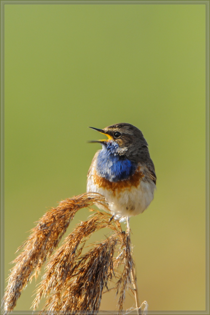 20140418 9717 [NIKON 1 V1] 850 mm,1 80 Sek. bei ƒ   7,1