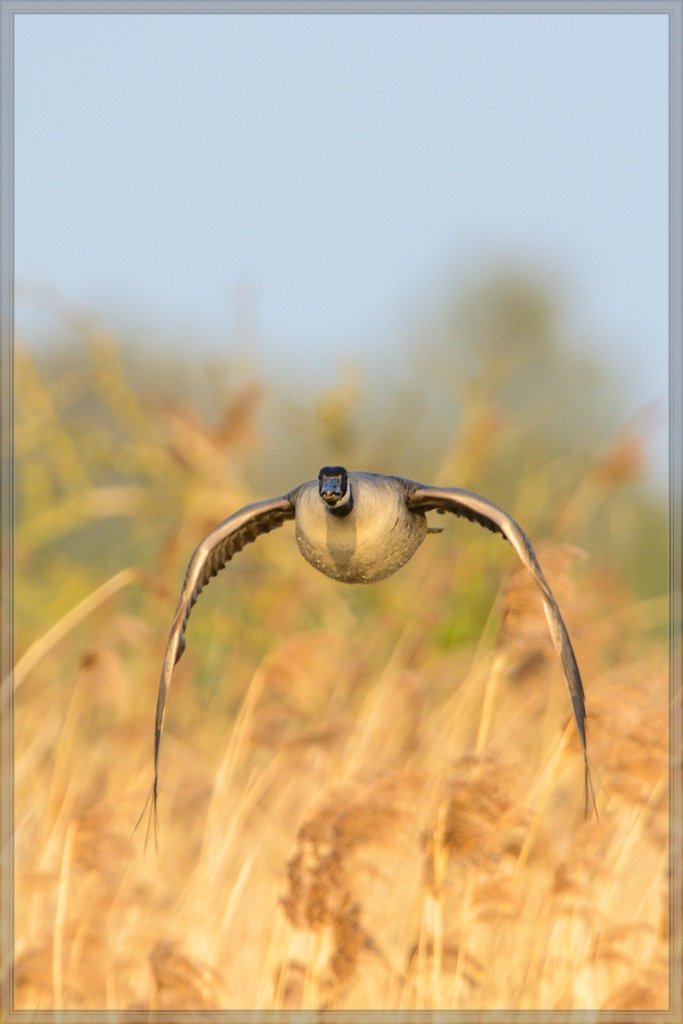 20140419 7588 [NIKON D7100] 850 mm,1 1250 Sek. bei ƒ   8,0