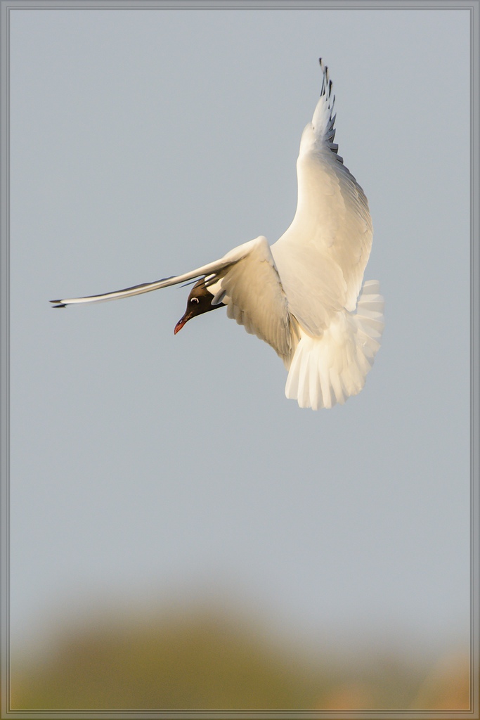 20140419 7591 [NIKON D7100] 850 mm,1 1250 Sek. bei ƒ   8,0