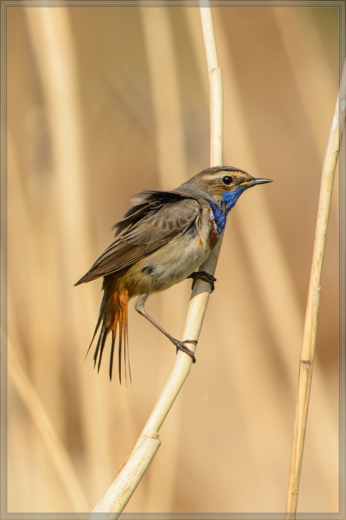 20140420 7844 [NIKON D7100] 850 mm,1 1250 Sek. bei ƒ   8,0