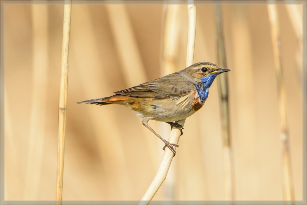 20140420 7849 [NIKON D7100] 850 mm,1 1250 Sek. bei ƒ   8,0
