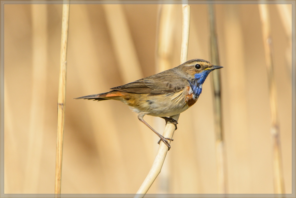 20140420 7849 [NIKON D7100] 850 mm,1 1250 Sek. bei ƒ   8,0