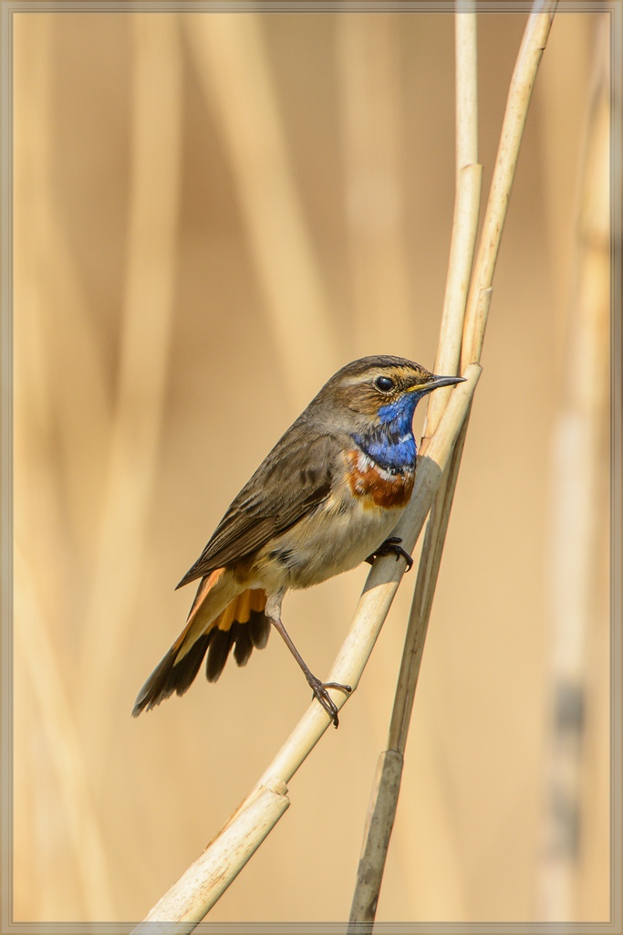 20140420 7888 [NIKON D7100] 850 mm,1 1250 Sek. bei ƒ   8,0