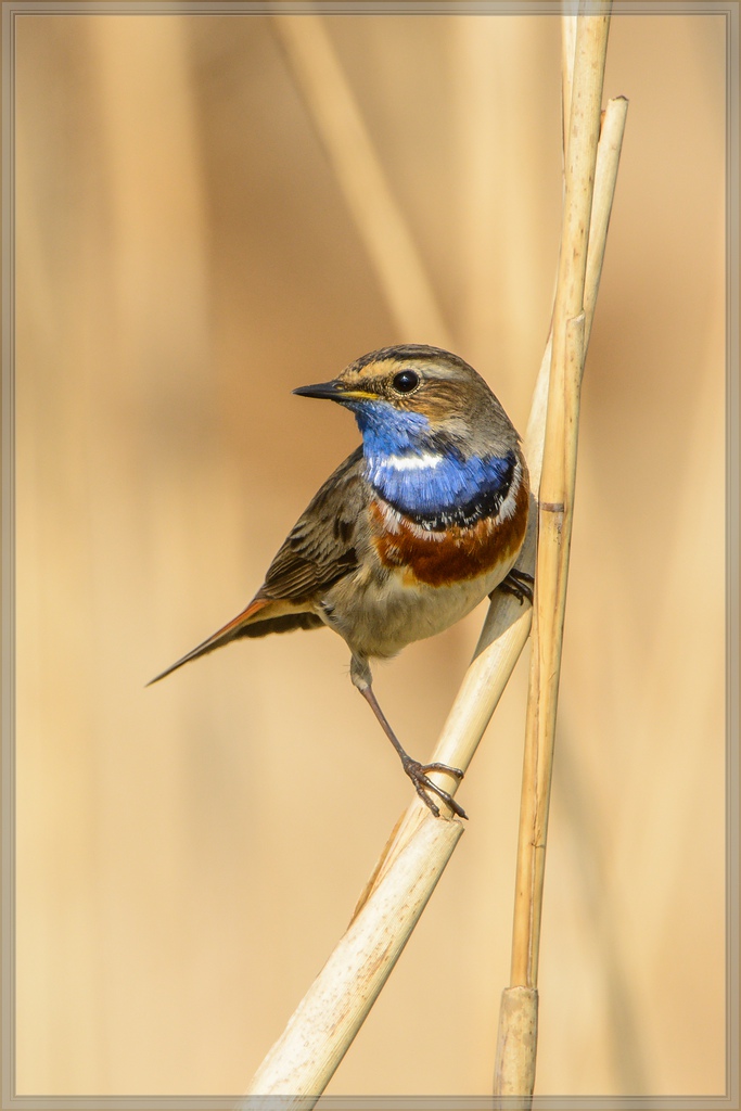 20140420 7897 [NIKON D7100] 850 mm,1 1250 Sek. bei ƒ   8,0
