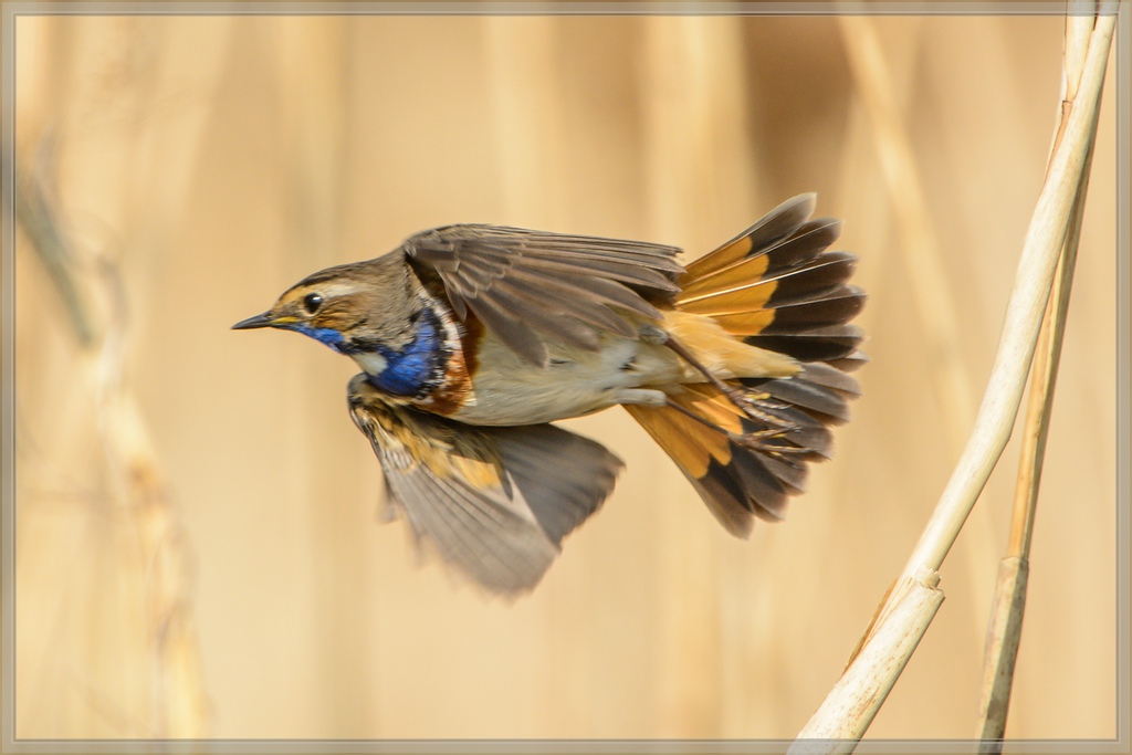 20140420 7900 [NIKON D7100] 850 mm,1 1250 Sek. bei ƒ   8,0