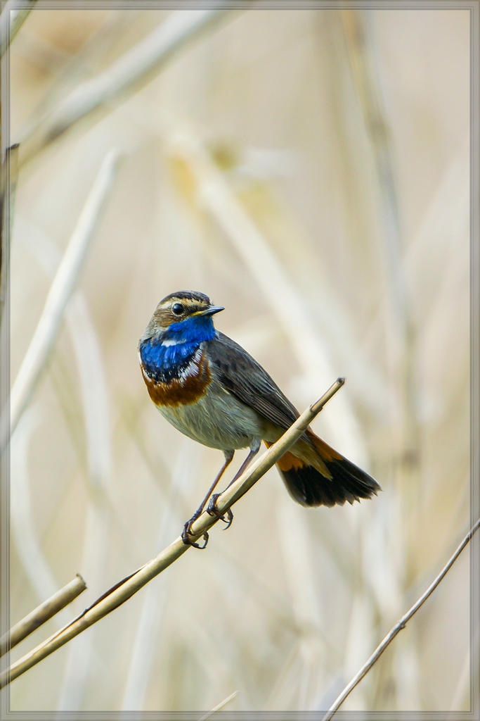 20140422 0323 [NIKON 1 V3] 600 mm,1 400 Sek. bei ƒ   4,0