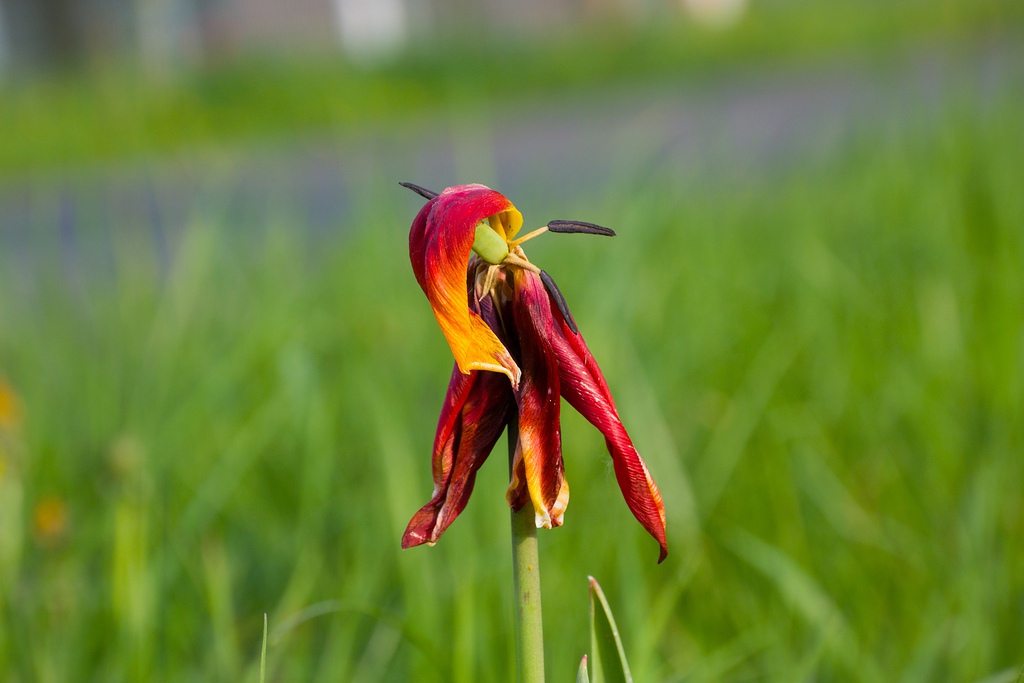 20140423 0450 [NIKON 1 V3] 61.6 mm,1 250 Sek. bei ƒ   5,6