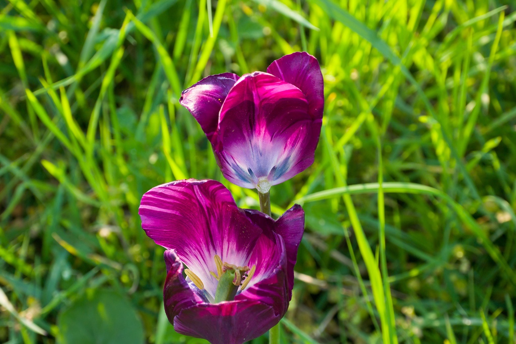20140423 0465 [NIKON 1 V3] 59.4 mm,1 100 Sek. bei ƒ   5,6