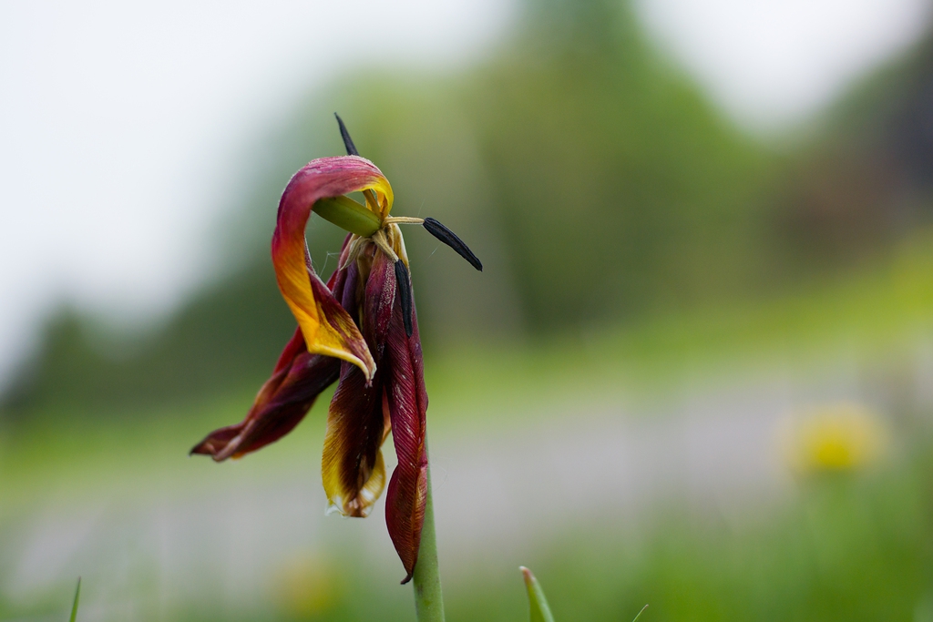 20140424 0753 [NIKON 1 V3] 32 mm,1 2500 Sek. bei ƒ   2,0