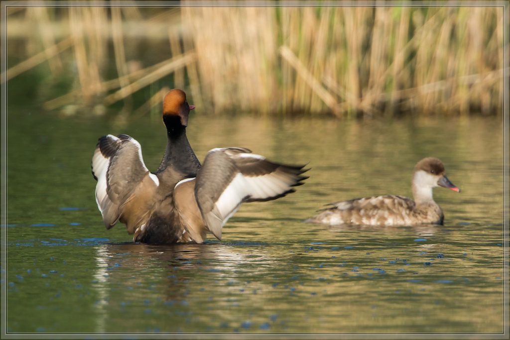 20140425 8031 [NIKON D7100] 850 mm,1 400 Sek. bei ƒ   8,0