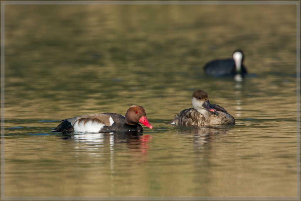 20140425 8076 [NIKON D7100] 850 mm,1 640 Sek. bei ƒ   8,0
