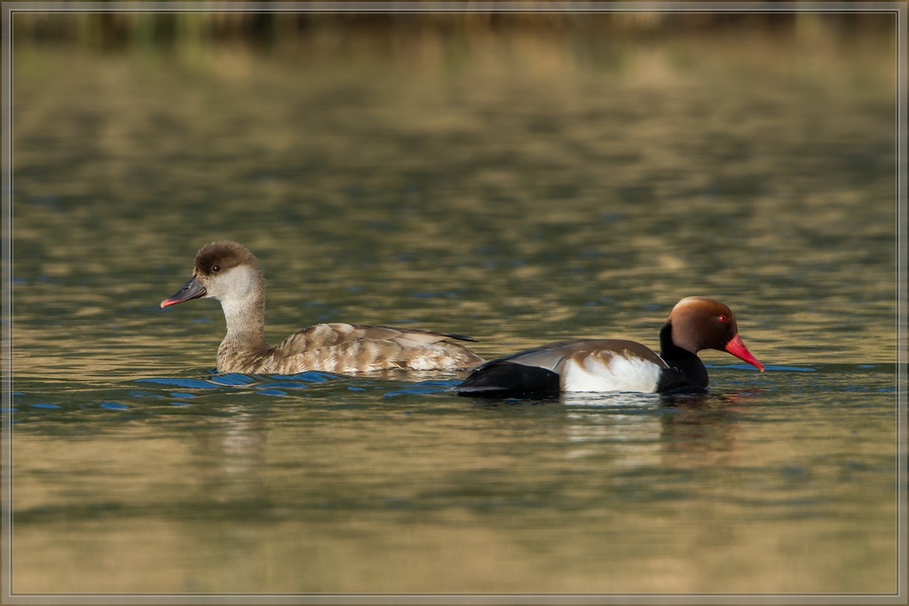 20140425 8079 [NIKON D7100] 850 mm,1 640 Sek. bei ƒ   8,0