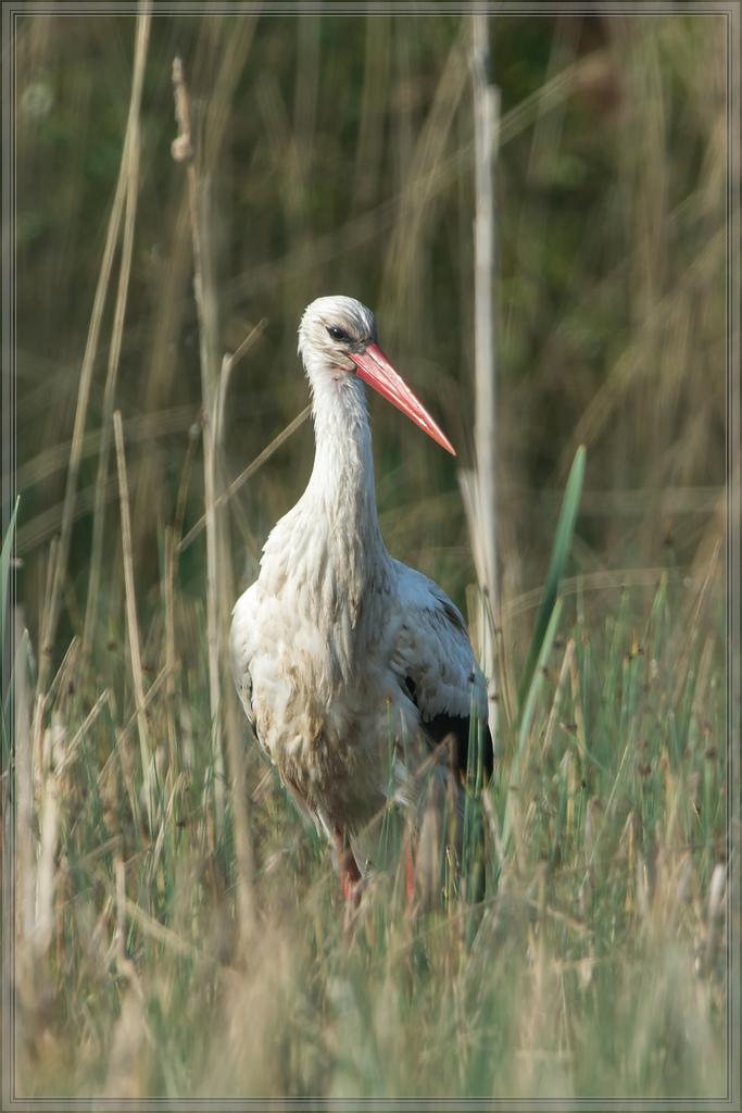 20140425 8220 [NIKON D7100] 850 mm,1 800 Sek. bei ƒ   8,0