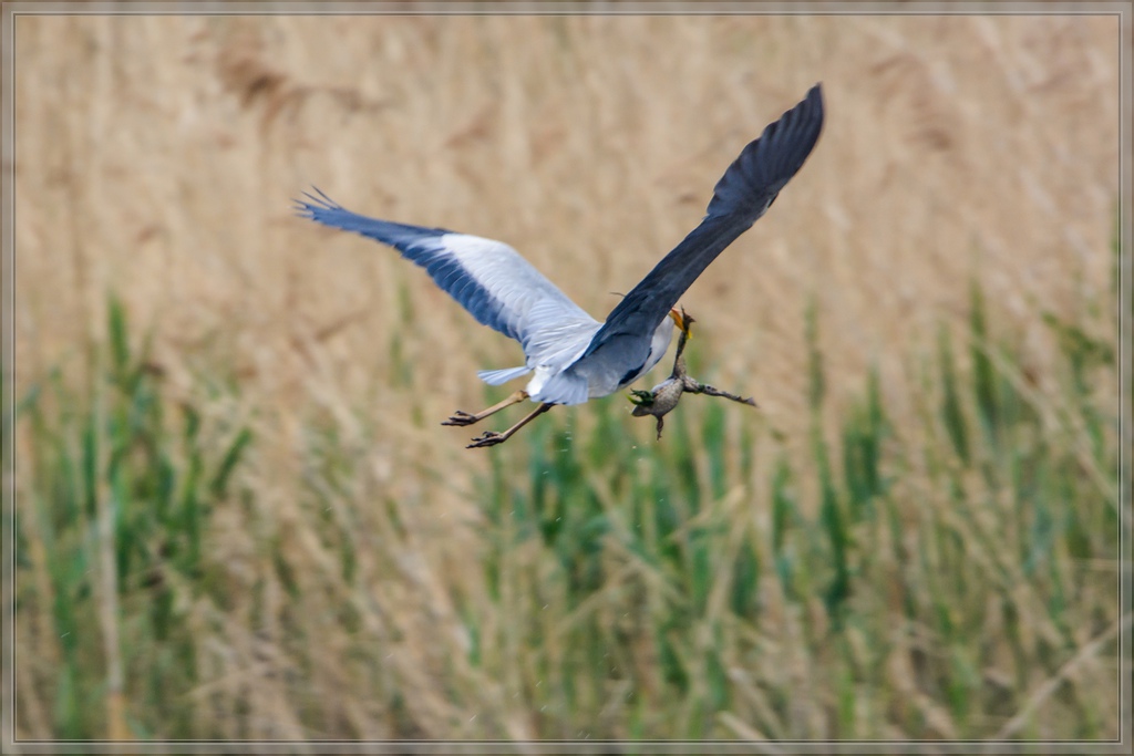 20140426 8367 [NIKON D7100] 850 mm,1 250 Sek. bei ƒ   8,0