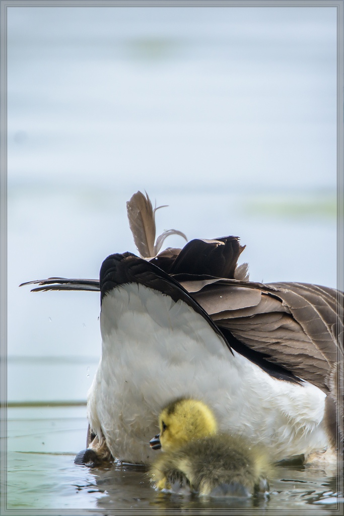 20140426 8409 [NIKON D7100] 850 mm,1 400 Sek. bei ƒ   6,3