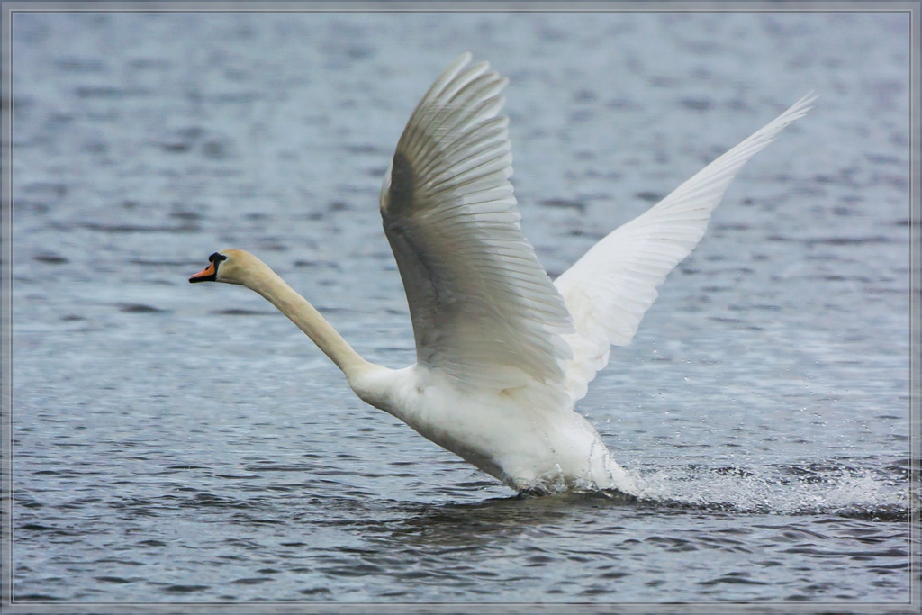20140503 1474 [NIKON 1 V3] 380 mm,1 1250 Sek. bei ƒ   4,5