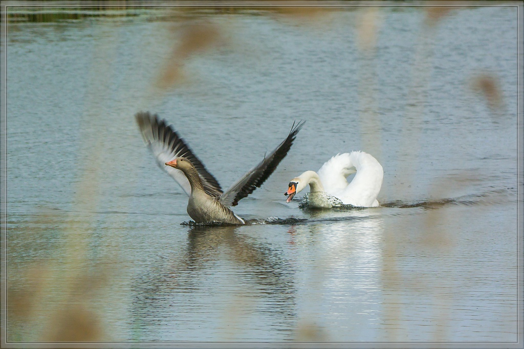 20140503 1786 [NIKON 1 V3] 250 mm,1 500 Sek. bei ƒ   5,6