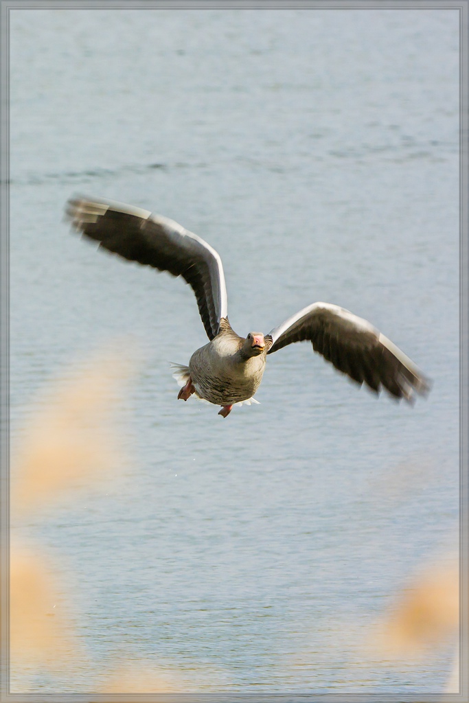 20140503 1862 [NIKON 1 V3] 250 mm,1 500 Sek. bei ƒ   5,6