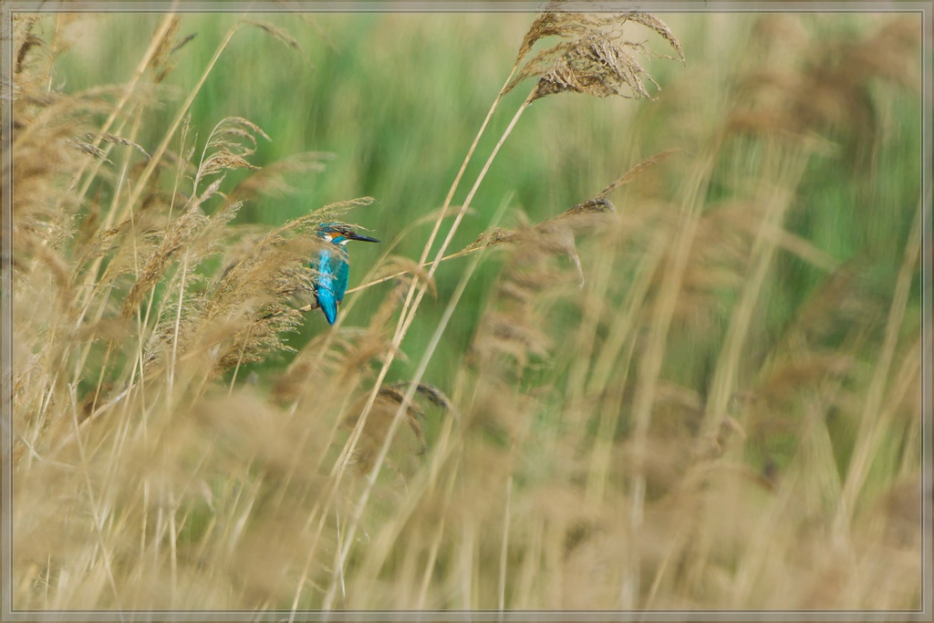 20140503 1913 [NIKON 1 V3] 400 mm,1 640 Sek. bei ƒ   5,6
