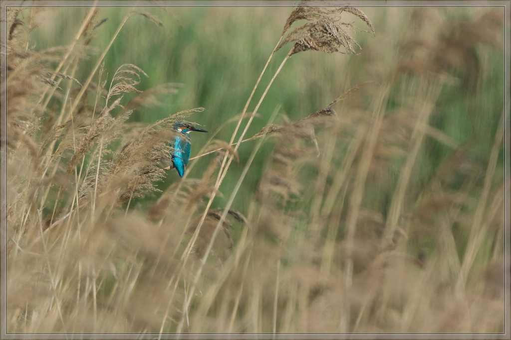 20140503 1913 [NIKON 1 V3] 400 mm,1 640 Sek. bei ƒ   5,6