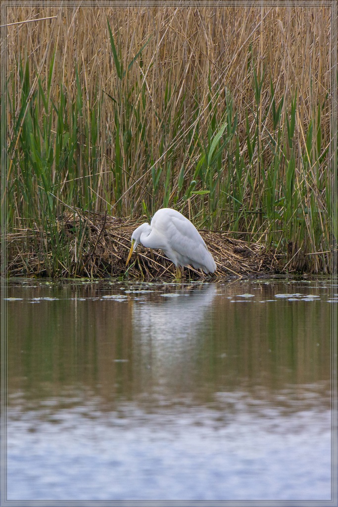 20140503 1967 [NIKON 1 V3] 400 mm,1 500 Sek. bei ƒ   5,6