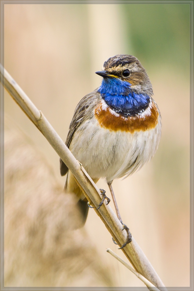 20140504 2237 [NIKON 1 V3] 600 mm,1 200 Sek. bei ƒ   4,0