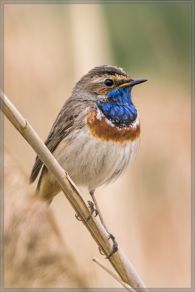 20140504 2243 [NIKON 1 V3] 600 mm,1 160 Sek. bei ƒ   4,0