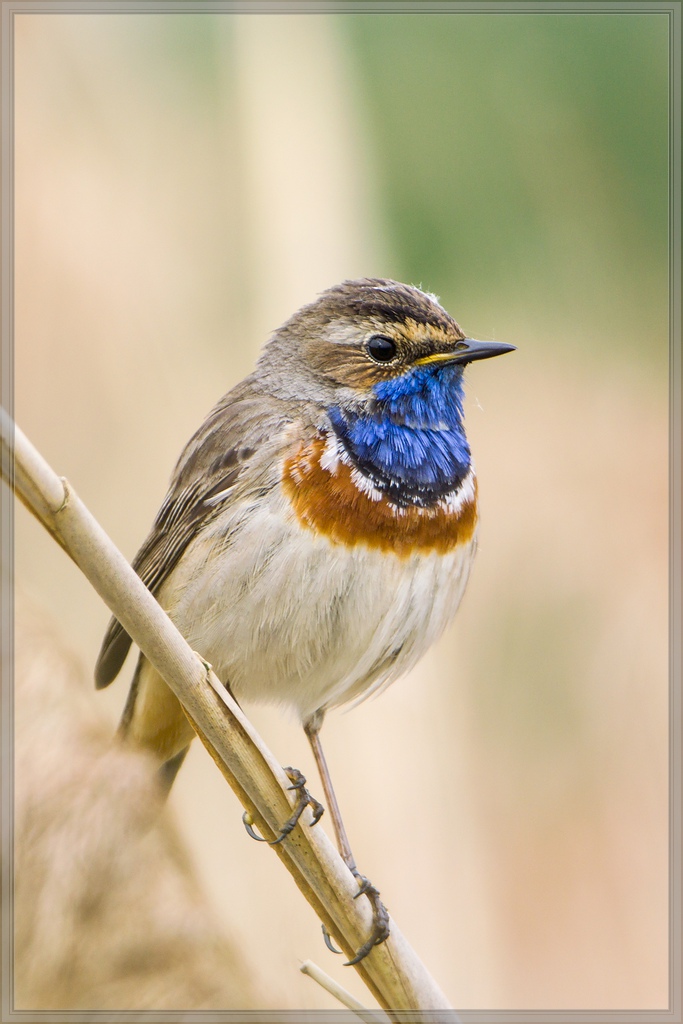 20140504 2254 [NIKON 1 V3] 600 mm,1 200 Sek. bei ƒ   4,0