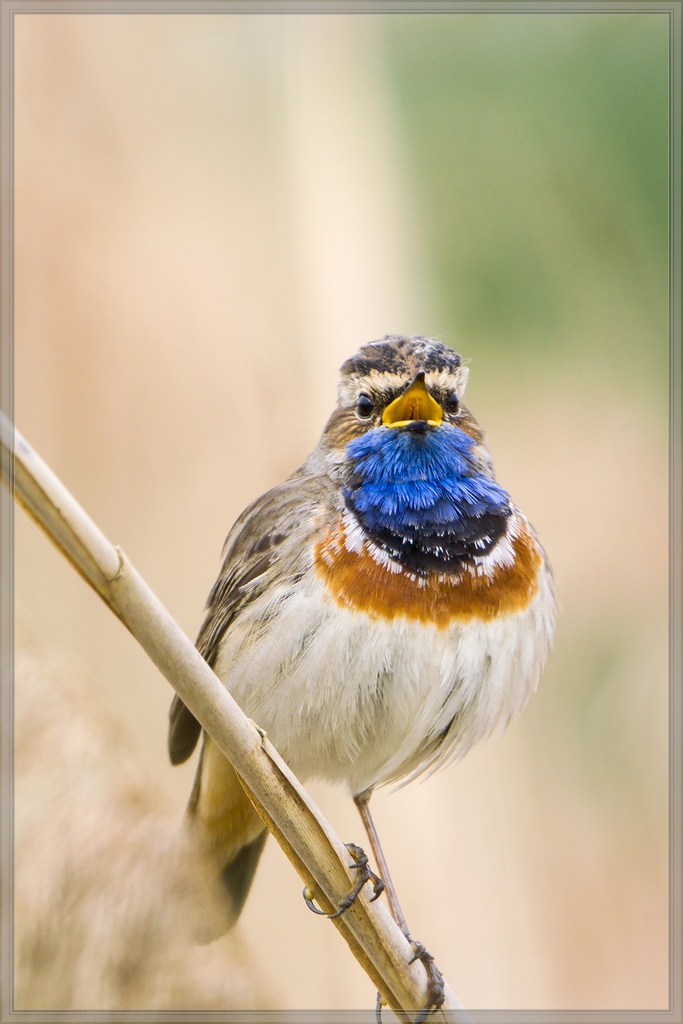 20140504 2262 [NIKON 1 V3] 600 mm,1 200 Sek. bei ƒ   4,0